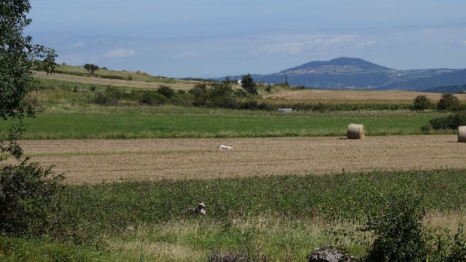 des sagnes des mille sources - field sur gibier naturel (perdreaux gris) Sanssac