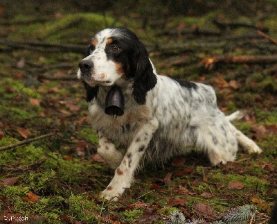 des sagnes des mille sources - Field bécasse forêt de La Braconne