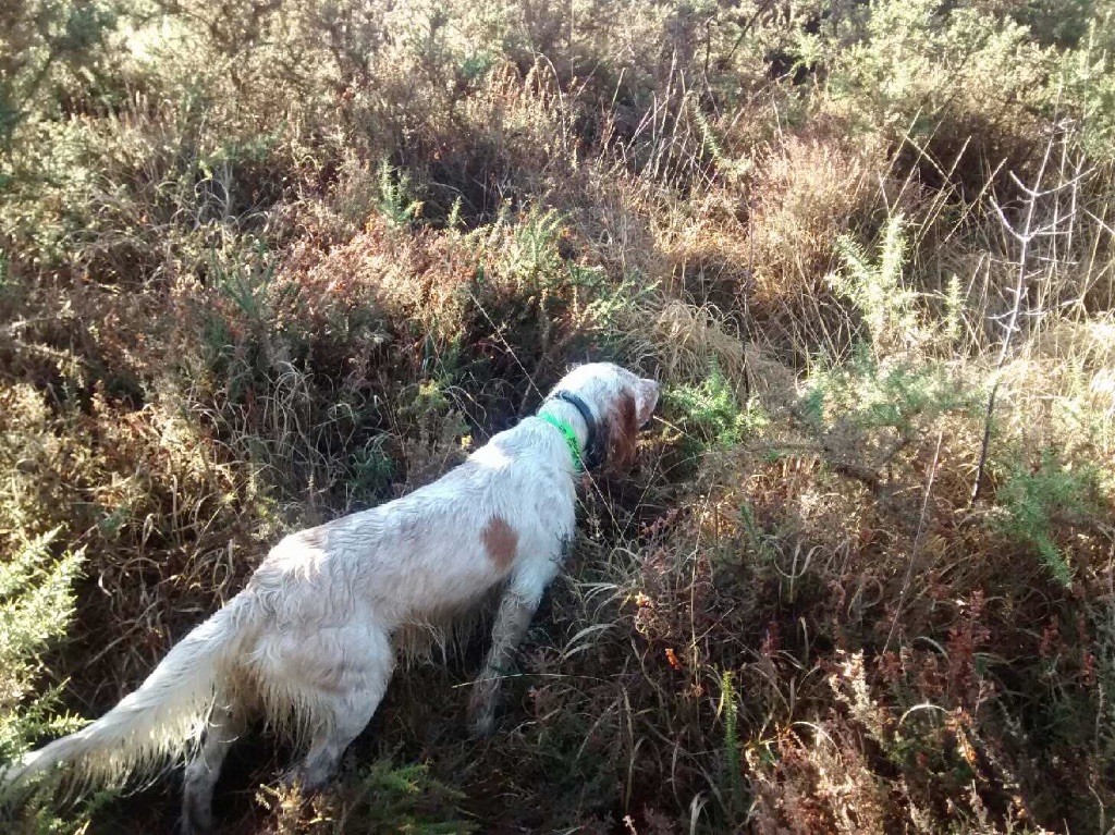 des sagnes des mille sources - TAC (Test d'aptitude à la chasse) de Scrignac (Bretagne)