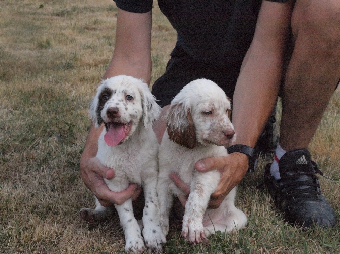 des sagnes des mille sources - Chiots disponibles