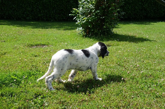 des sagnes des mille sources - chiots disponibles portée Heden x Henzo