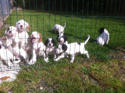 des sagnes des mille sources - chiots Vass x Guili