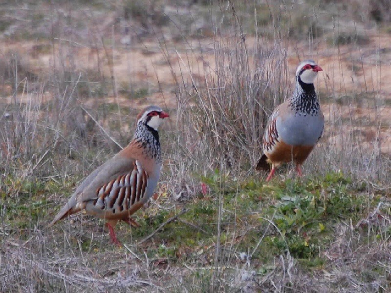 des sagnes des mille sources - Entraînement sur perdreaux rouges en Andalousie....