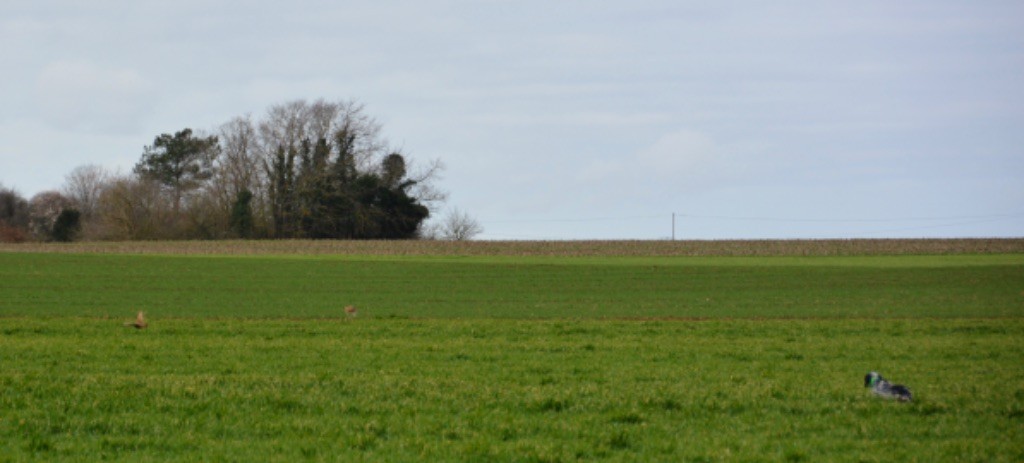 des sagnes des mille sources - Field perdrix Messas, 07/03/2020