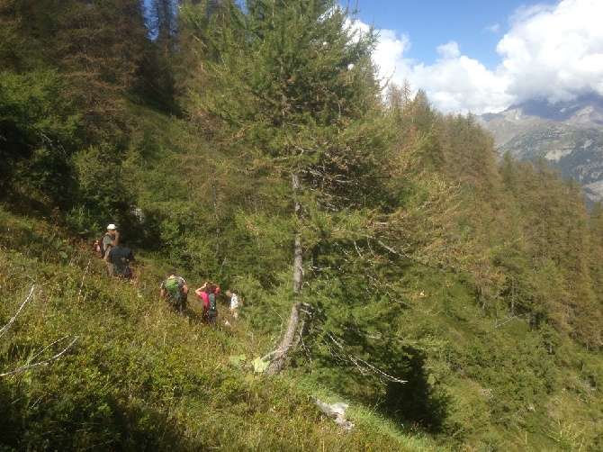 des sagnes des mille sources - Montagne (tétras lyre), circuit français. 