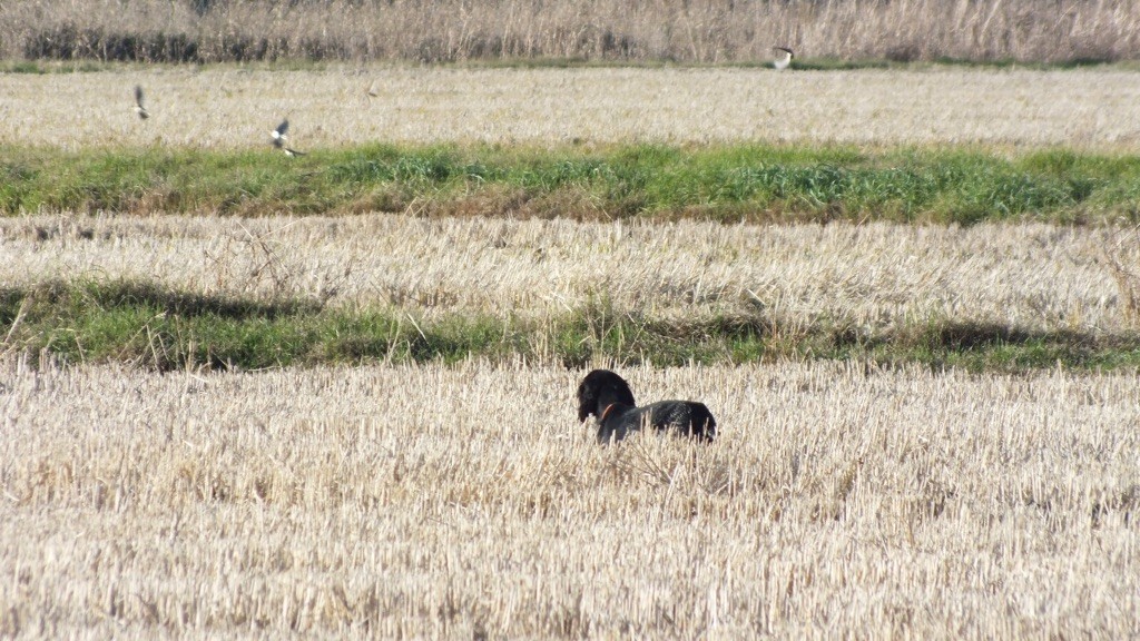 des sagnes des mille sources - Photos fields bécassine Sardaigne