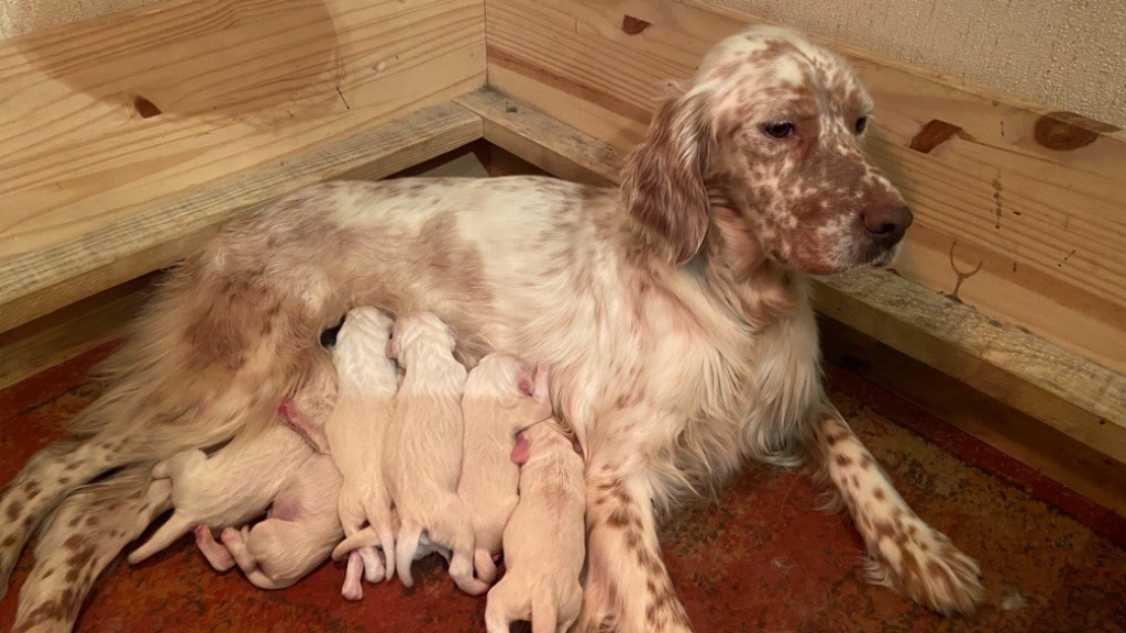 des sagnes des mille sources - Naissance chiots Orio x Orane