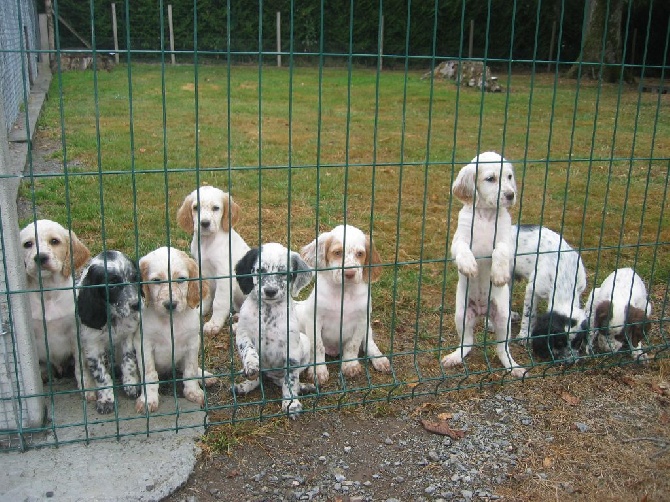 des sagnes des mille sources - portée Kapo x Calie, 4 ans après....