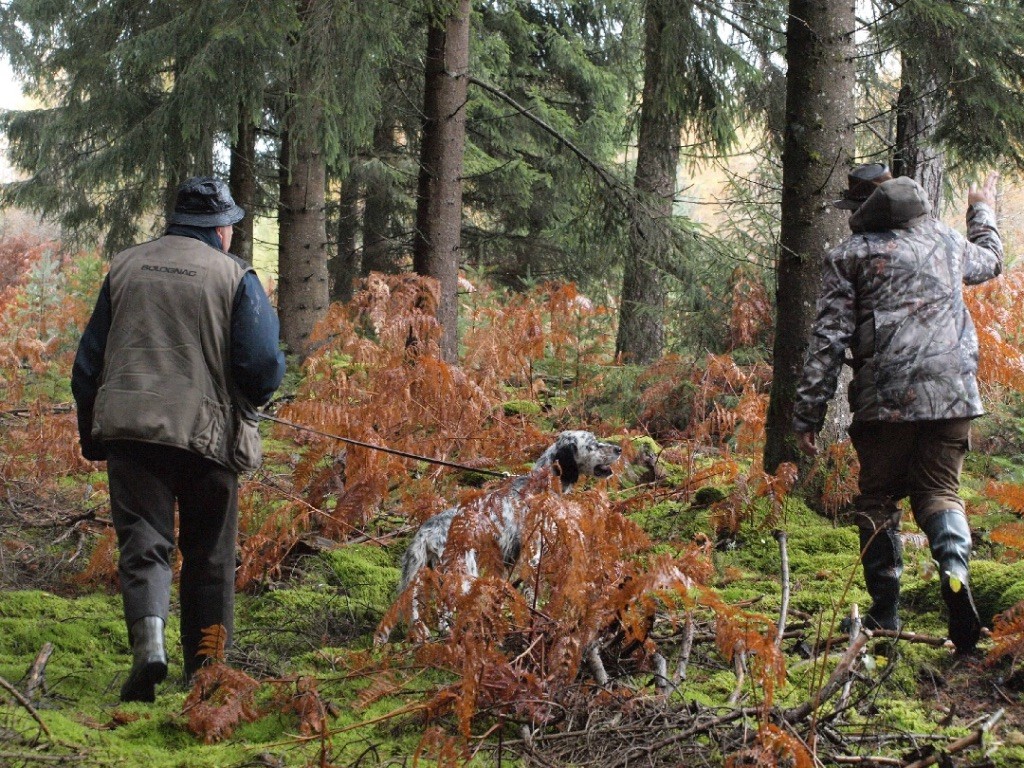 des sagnes des mille sources - Field bécasses Vassivière 