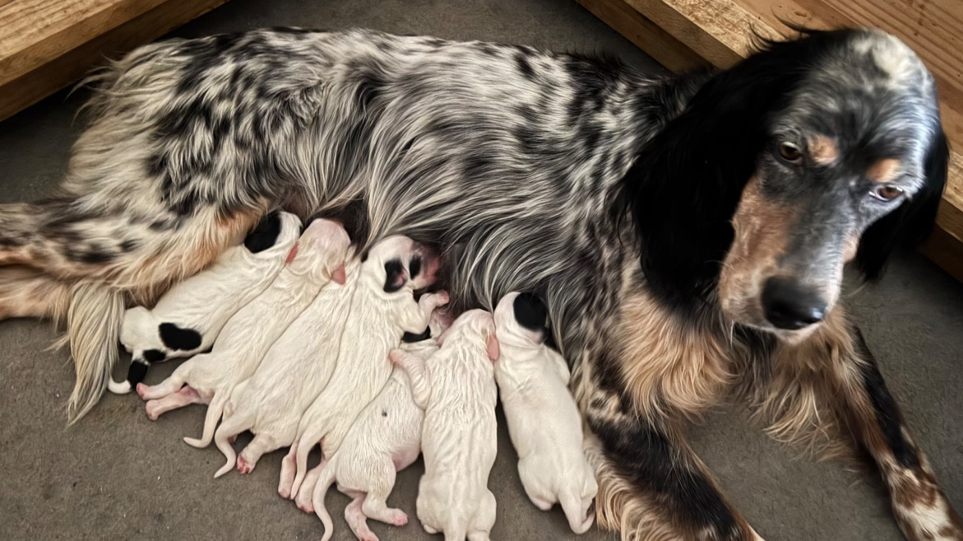 Chiots disponibles.