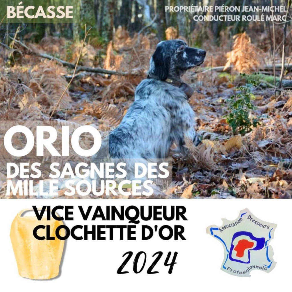 Ch Orio des SMS, vice  vainqueur Clochette Or 2024.